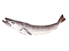 Pescada