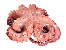 Pulpo